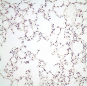 Cells infected by avian influenza A viruses without PB2 adaptation marker.